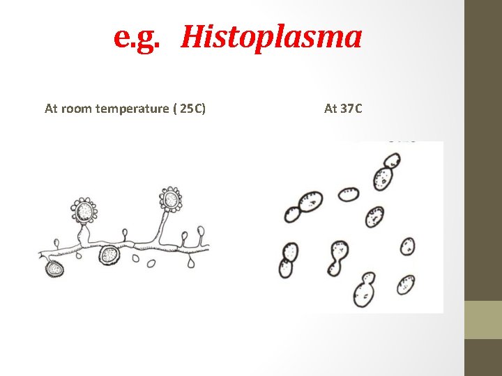 e. g. Histoplasma At room temperature ( 25 C) At 37 C 