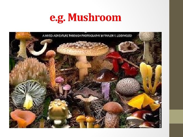 e. g. Mushroom 