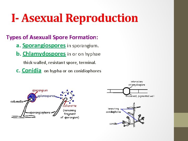 I- Asexual Reproduction Types of Asexuall Spore Formation: a. Sporangiospores in sporangium. b. Chlamydospores