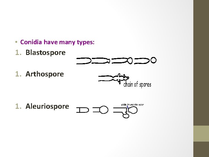  • Conidia have many types: 1. Blastospore 1. Arthospore 1. Aleuriospore 