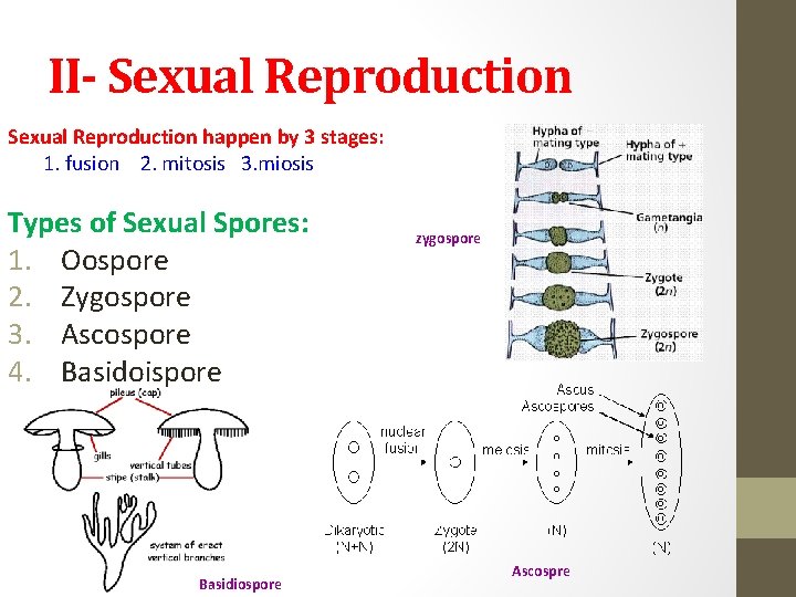 II- Sexual Reproduction happen by 3 stages: 1. fusion 2. mitosis 3. miosis Types