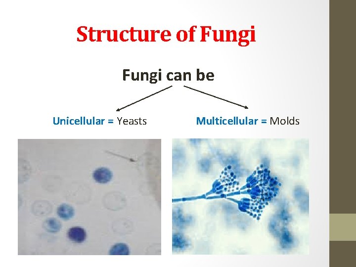 Structure of Fungi can be Unicellular = Yeasts Multicellular = Molds 