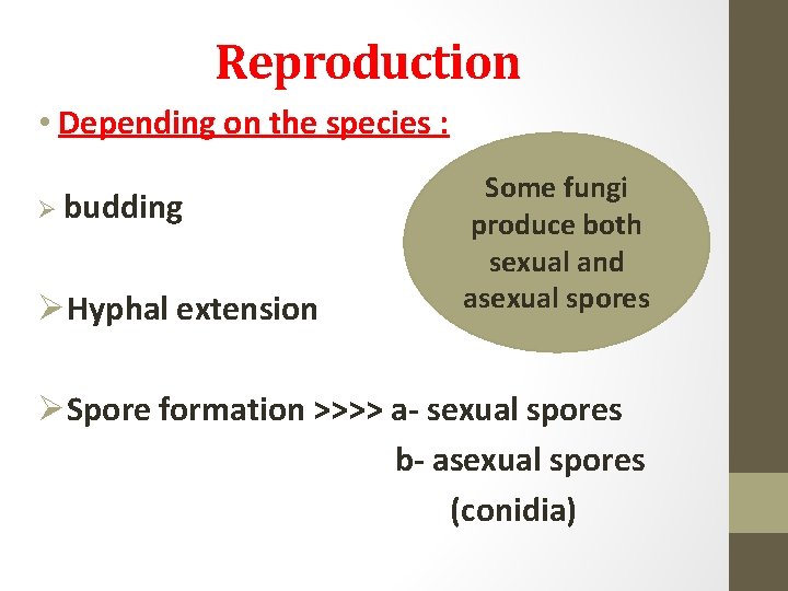 Reproduction • Depending on the species : Ø budding ØHyphal extension Some fungi produce