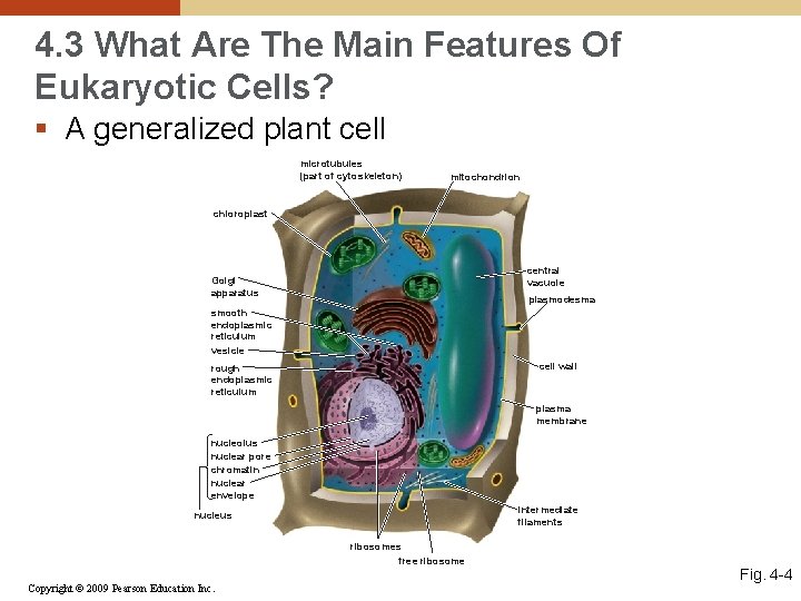 4. 3 What Are The Main Features Of Eukaryotic Cells? § A generalized plant
