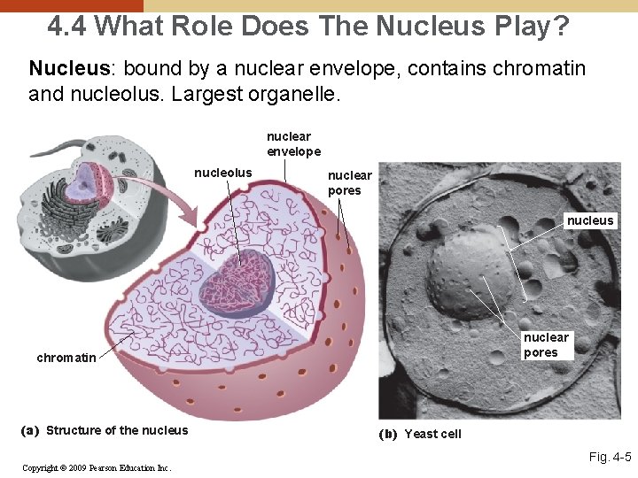 4. 4 What Role Does The Nucleus Play? Nucleus: bound by a nuclear envelope,