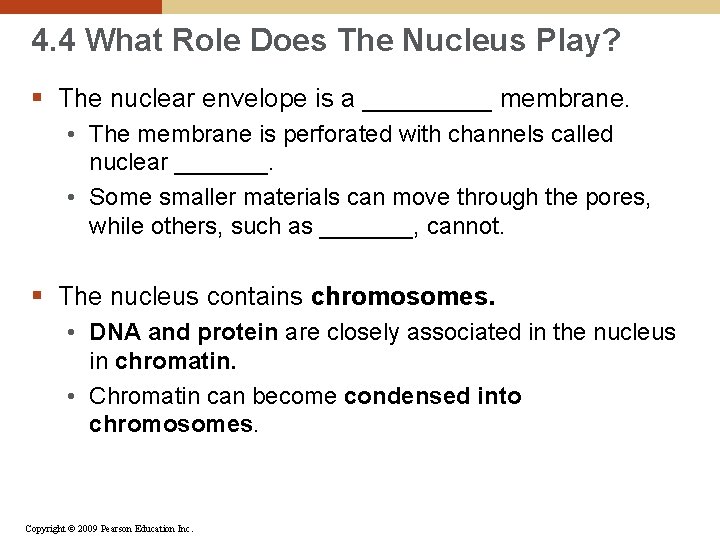 4. 4 What Role Does The Nucleus Play? § The nuclear envelope is a
