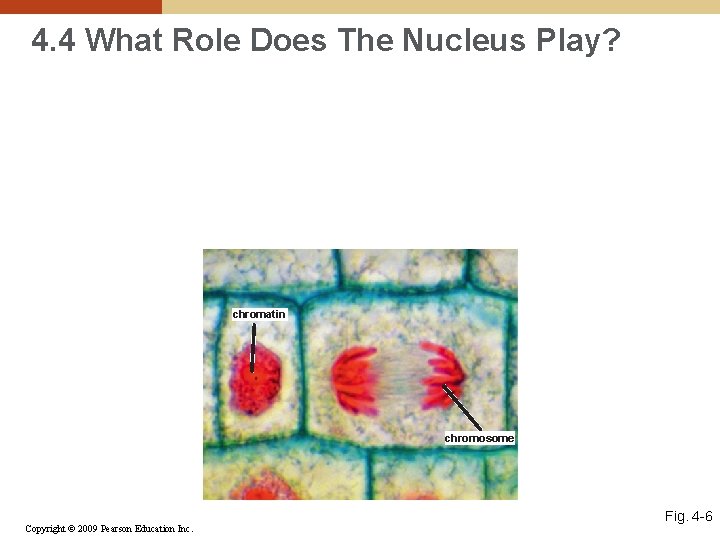 4. 4 What Role Does The Nucleus Play? chromatin chromosome Copyright © 2009 Pearson