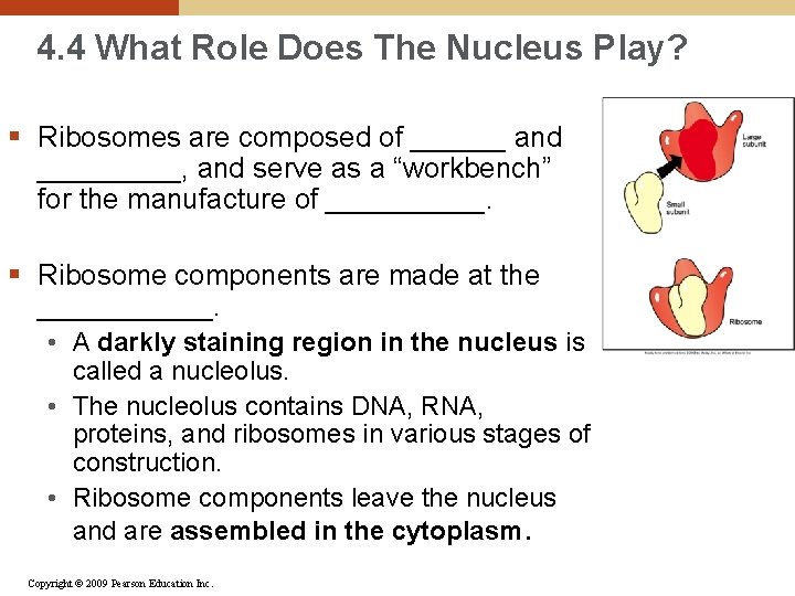 4. 4 What Role Does The Nucleus Play? § Ribosomes are composed of ______