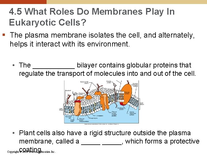 4. 5 What Roles Do Membranes Play In Eukaryotic Cells? § The plasma membrane