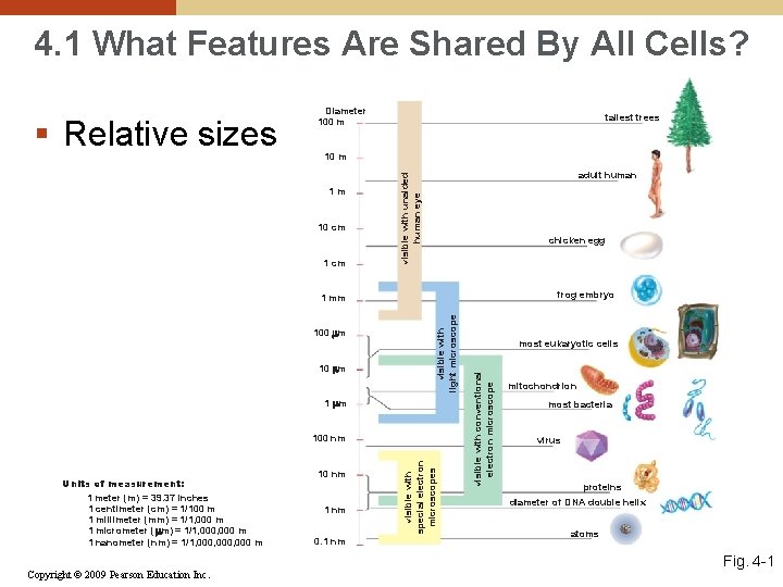 4. 1 What Features Are Shared By All Cells? tallest trees 10 m 1