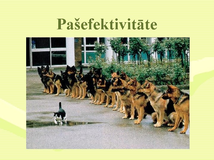 Pašefektivitāte 