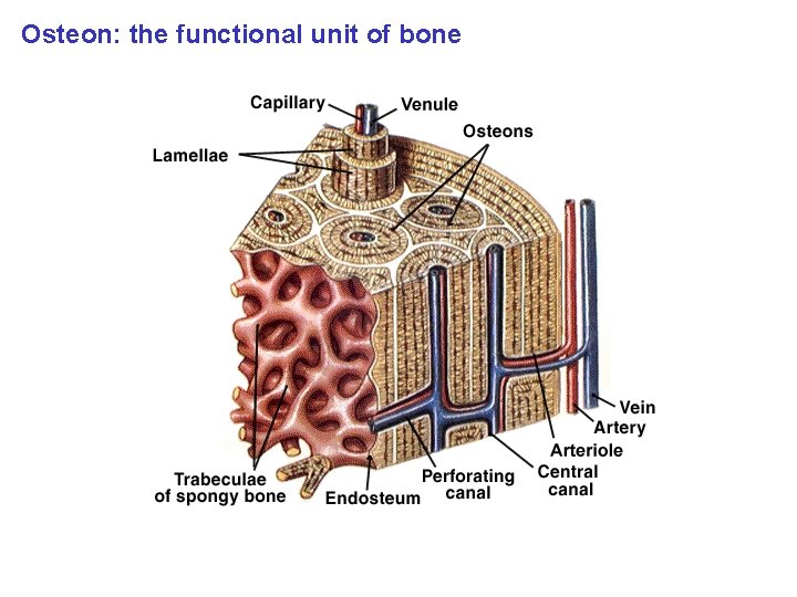 Osteon: the functional unit of bone 