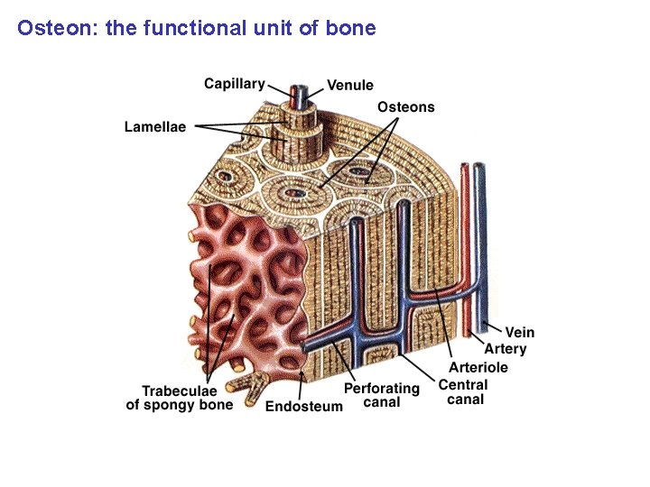 Osteon: the functional unit of bone 