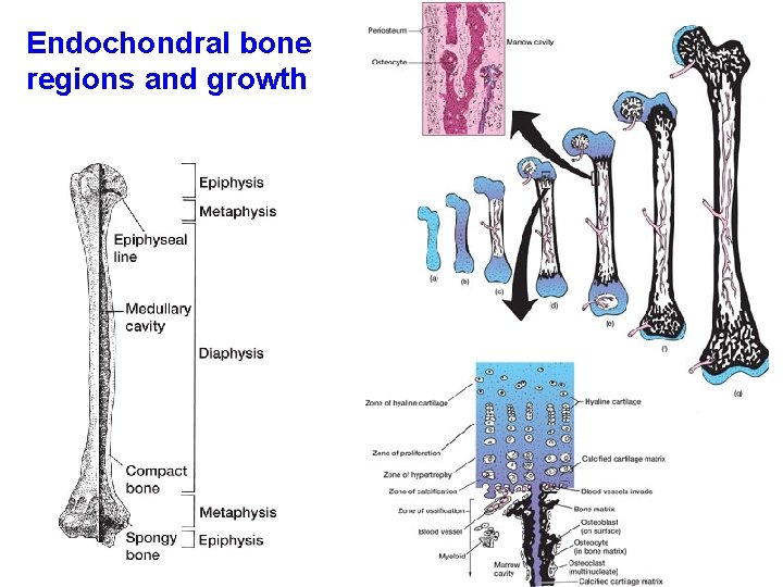 Endochondral bone regions and growth 
