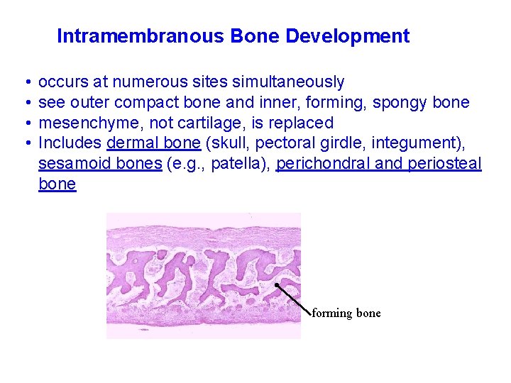 Intramembranous Bone Development • • occurs at numerous sites simultaneously see outer compact bone