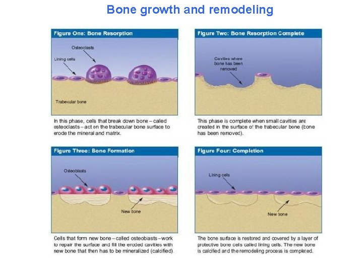 Bone growth and remodeling 