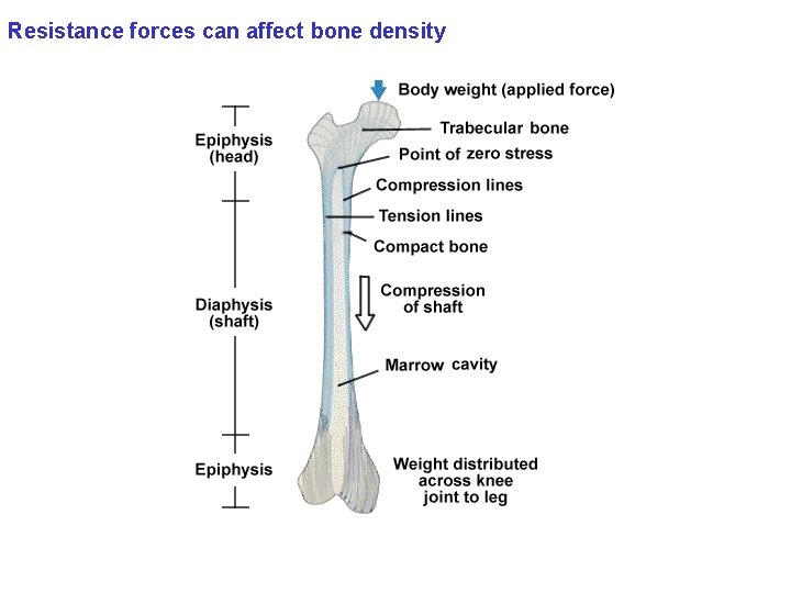 Resistance forces can affect bone density 