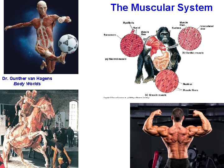 The Muscular System Dr. Gunther van Hagens Body Worlds 