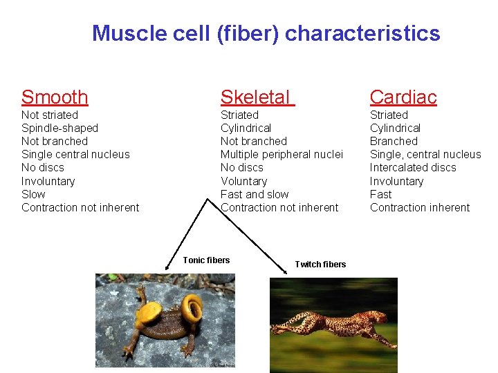 Muscle cell (fiber) characteristics Smooth Skeletal Cardiac Not striated Spindle-shaped Not branched Single central