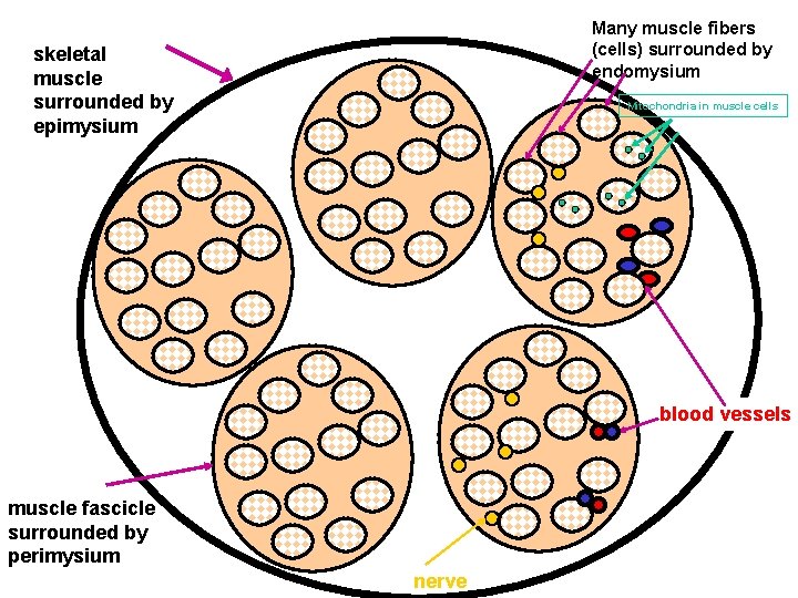 Many muscle fibers (cells) surrounded by endomysium skeletal muscle surrounded by epimysium Mitochondria in