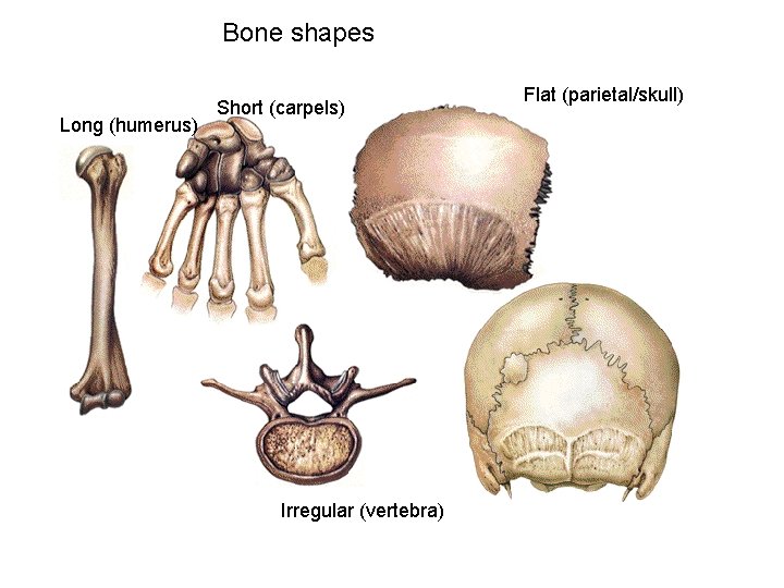 Bone shapes Long (humerus) Short (carpels) Irregular (vertebra) Flat (parietal/skull) 
