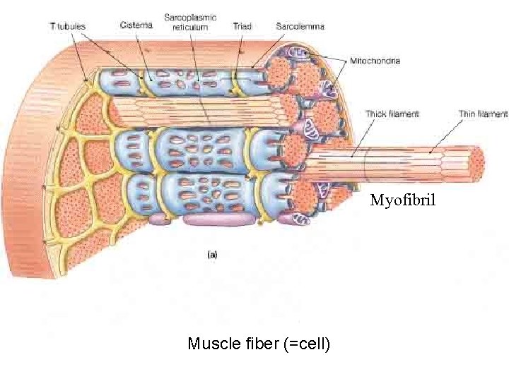 Myofibril Muscle fiber (=cell) 