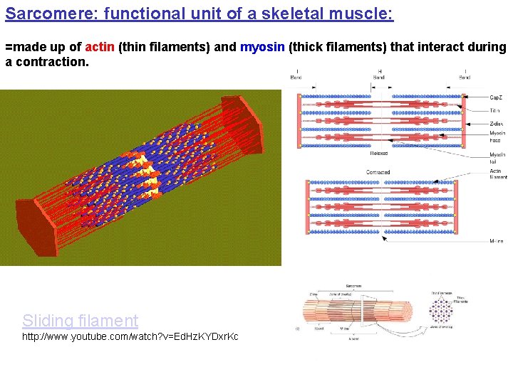 Sarcomere: functional unit of a skeletal muscle: =made up of actin (thin filaments) and