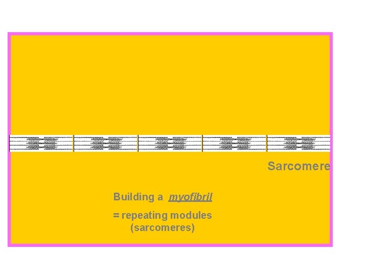 Sarcomere Building a myofibril = repeating modules (sarcomeres) 