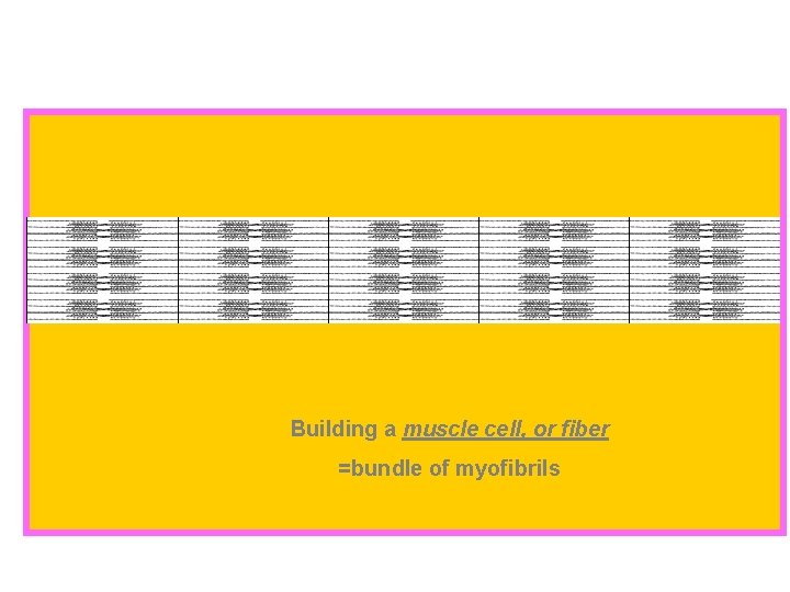 Building a muscle cell, or fiber =bundle of myofibrils 