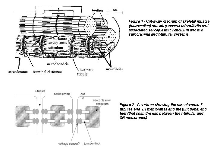 Figure 1 - Cut-away diagram of skeletal muscle (mammalian) showing several microfibrils and associated