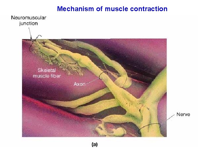 Mechanism of muscle contraction 