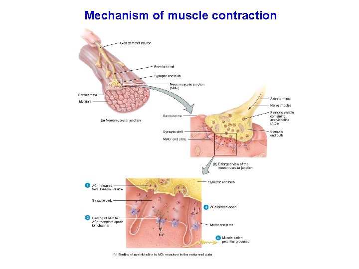 Mechanism of muscle contraction 