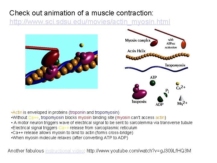 Check out animation of a muscle contraction: http: //www. sci. sdsu. edu/movies/actin_myosin. html •