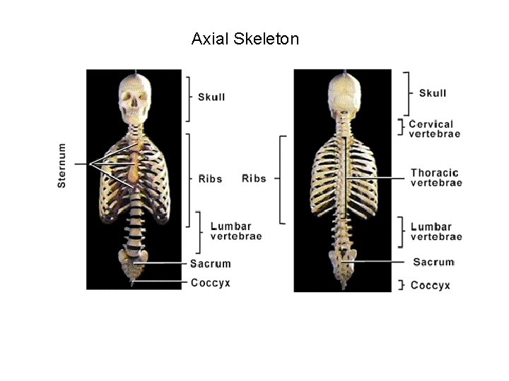 Axial Skeleton 