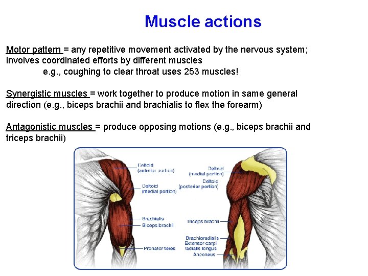 Muscle actions Motor pattern = any repetitive movement activated by the nervous system; involves