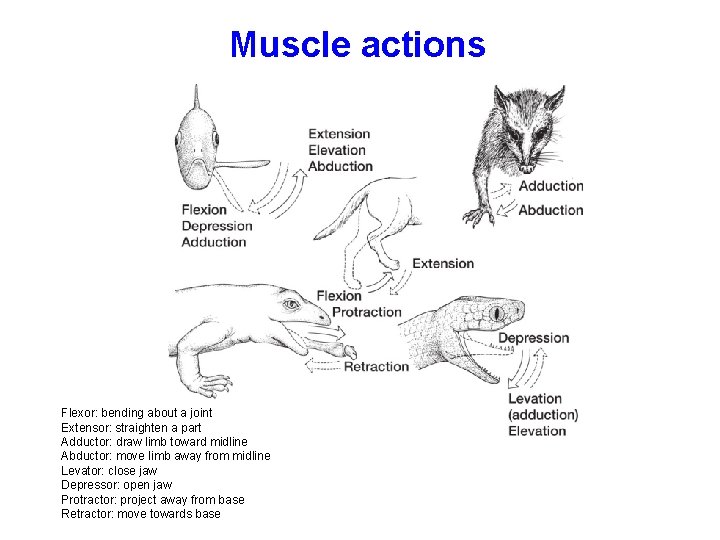 Muscle actions Flexor: bending about a joint Extensor: straighten a part Adductor: draw limb