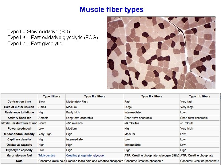 Muscle fiber types Type I = Slow oxidative (SO) Type IIa = Fast oxidative