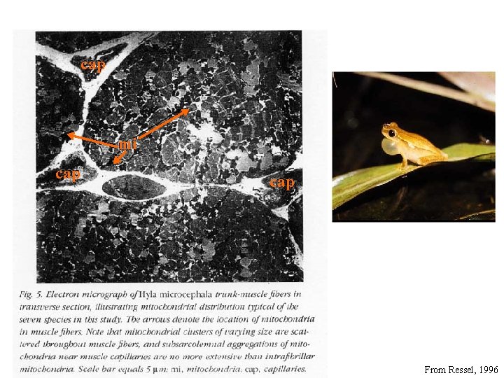 cap mi cap cap From Ressel, 1996 