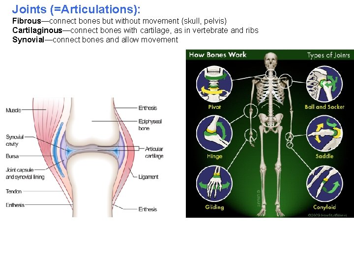 Joints (=Articulations): Fibrous—connect bones but without movement (skull, pelvis) Cartilaginous—connect bones with cartilage, as