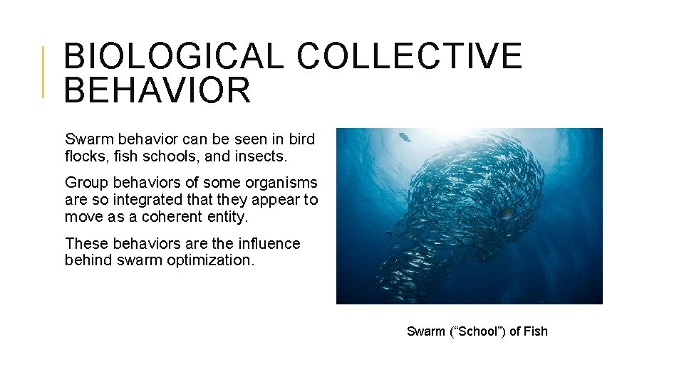 BIOLOGICAL COLLECTIVE BEHAVIOR Swarm behavior can be seen in bird flocks, fish schools, and