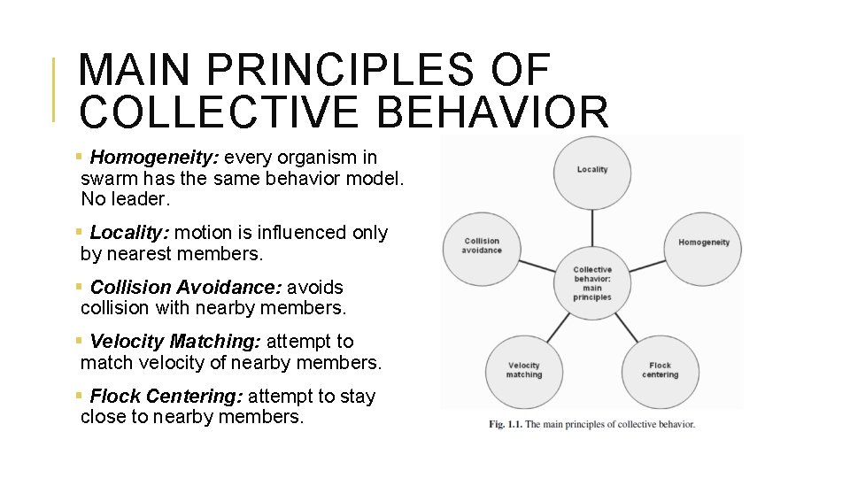 MAIN PRINCIPLES OF COLLECTIVE BEHAVIOR § Homogeneity: every organism in swarm has the same