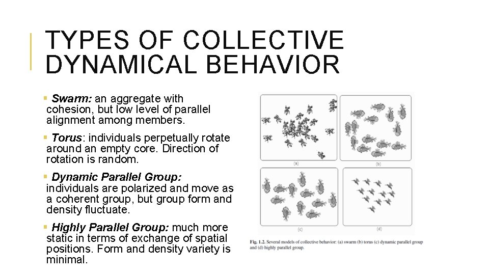 TYPES OF COLLECTIVE DYNAMICAL BEHAVIOR § Swarm: an aggregate with cohesion, but low level