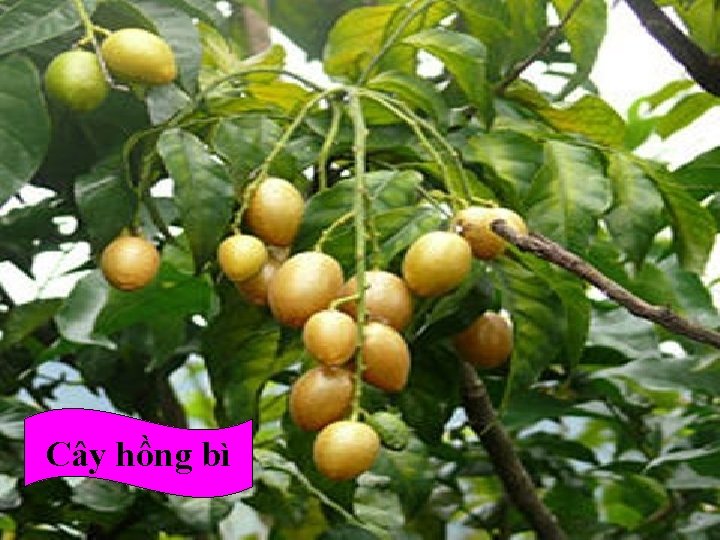 Cây hồng bì 