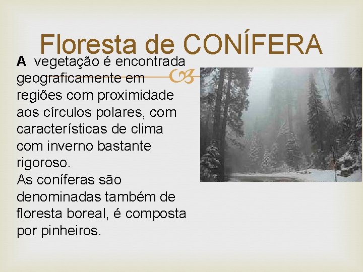 Floresta de CONÍFERA A vegetação é encontrada geograficamente em regiões com proximidade aos círculos