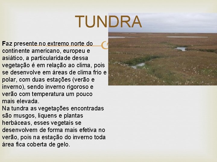 TUNDRA Faz presente no extremo norte do continente americano, europeu e asiático, a particularidade