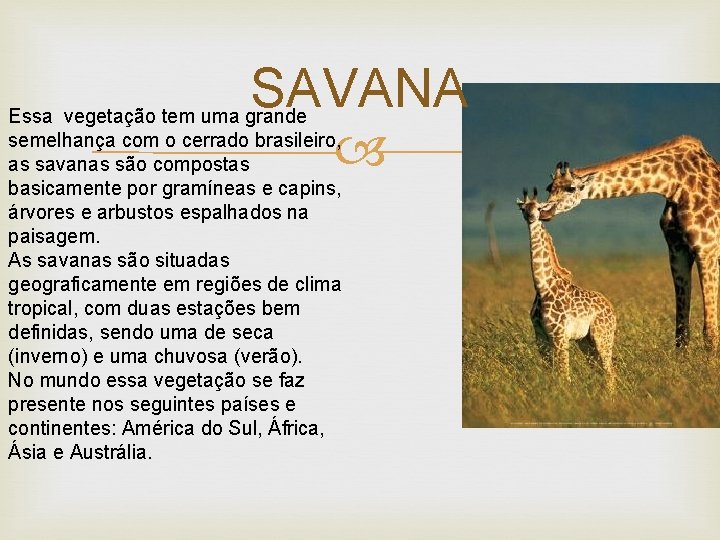 SAVANA Essa vegetação tem uma grande semelhança com o cerrado brasileiro, as savanas são