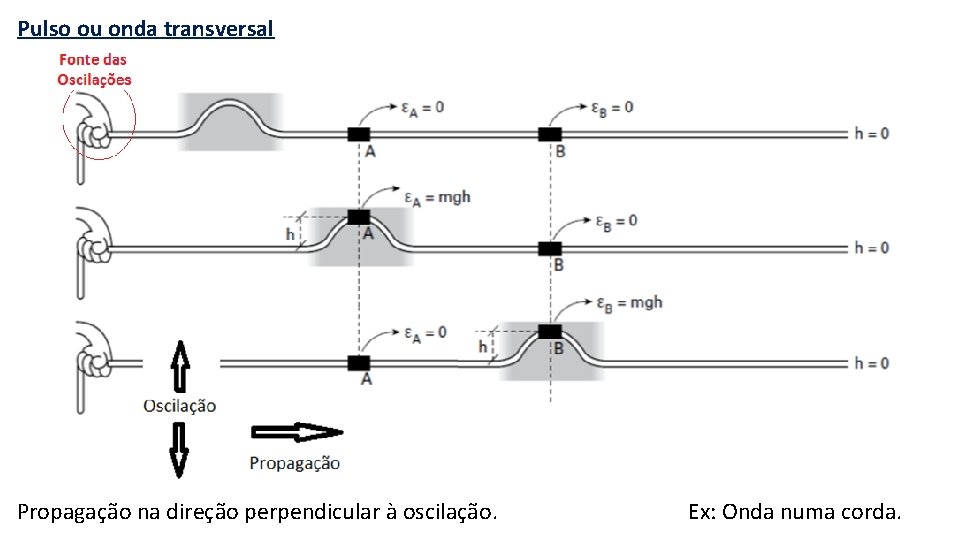 Pulso ou onda transversal Propagação na direção perpendicular à oscilação. Ex: Onda numa corda.