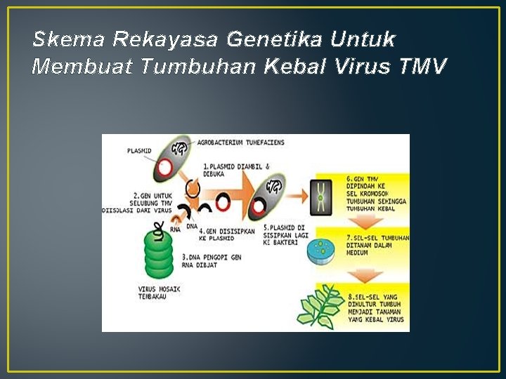 Skema Rekayasa Genetika Untuk Membuat Tumbuhan Kebal Virus TMV 