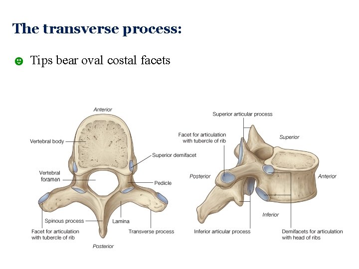 The transverse process: ☻ Tips bear oval costal facets  The transverse process: ☻ Tips bear oval costal facets