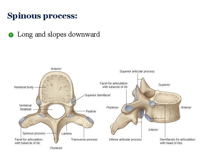 Spinous process: ☻ Long and slopes downward  Spinous process: ☻ Long and slopes downward